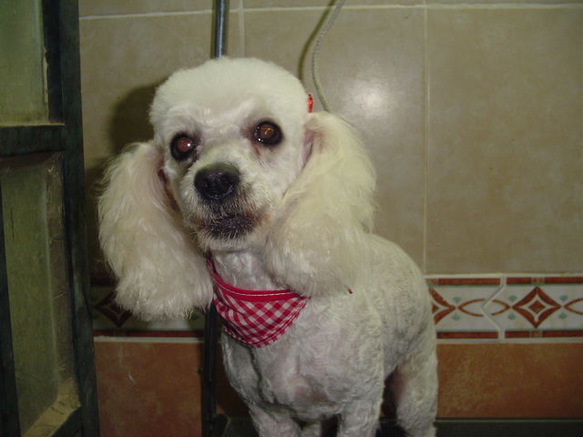 YOYO: El mejor Perro del mundo
