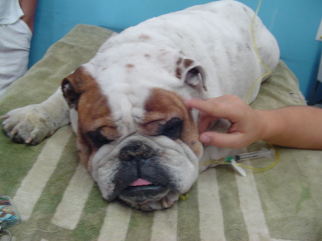 YOYO: El mejor Perro del mundo